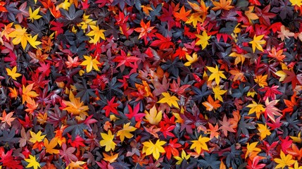 Many colorful autumn leaves