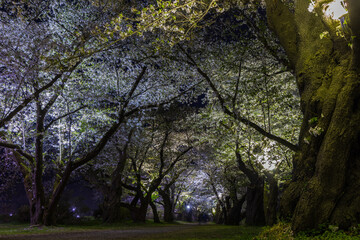 日本さくら名所100選　岩手　北上展勝地　夜桜ライトアップ