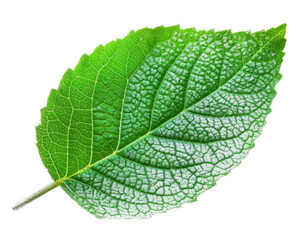 Fototapeta premium A close-up of a green leaf showcasing its texture and veins.
