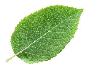 A single green leaf with a textured surface, showcasing natural beauty and plant life.