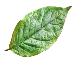 Obraz premium A single green leaf showcasing its texture and natural beauty against a transparent background.