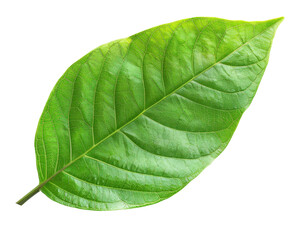 Obraz premium A vibrant green leaf showcasing its texture and natural beauty.