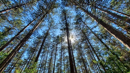 View of Pine Trees from Below