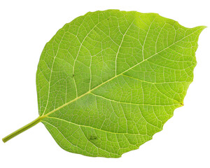 Obraz premium A single green leaf showcasing its texture and vein patterns.