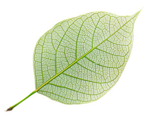 A detailed green leaf showcasing its intricate vein structure.