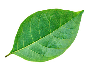 Obraz premium A vibrant green leaf showcasing its detailed texture and structure.