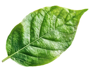 Obraz premium A vibrant green leaf showcasing its texture and natural beauty.