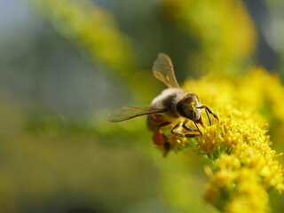bee on yellow flower