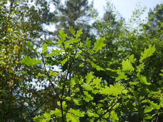 green leaves and sun