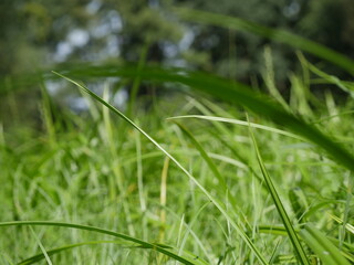 grass in the morning