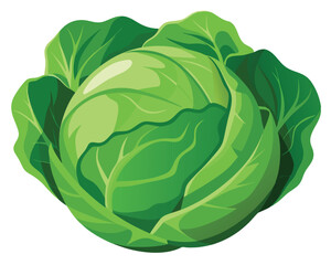 Cabbage vector illustration on white background