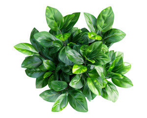 Fototapeta premium A lush arrangement of green leaves, ideal for decoration or enhancing indoor spaces.