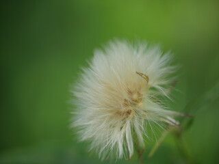 dandelion seed head