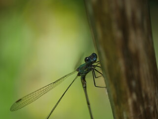 close up of a dragonfly