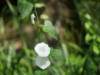 white flower on green background