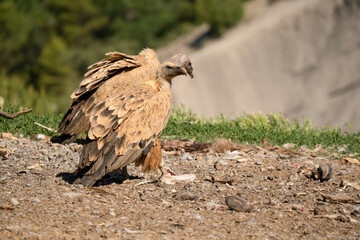 Close-up of Griffon vultures (Eurasion griffon, Gyps fulvus) at a feeding station