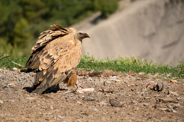 Close-up of Griffon vultures (Eurasion griffon, Gyps fulvus) at a feeding station