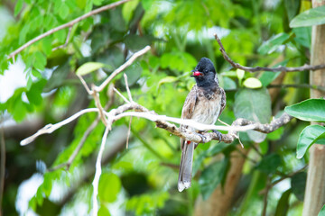 Red-vented bulbul with fruit closeup shot 