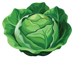 Cabbage vector illustration on white background