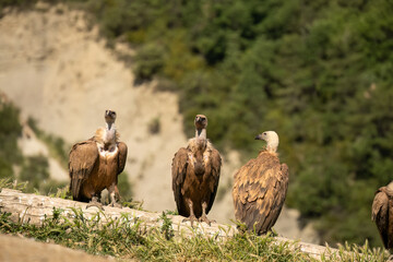 Close-up of Griffon vultures (Eurasion griffon, Gyps fulvus) at a feeding station