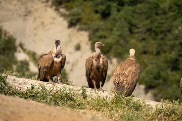 Close-up of Griffon vultures (Eurasion griffon, Gyps fulvus) at a feeding station