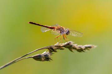 dragonfly on grass