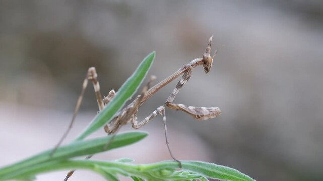 mantis on branches, Empusa Pennata