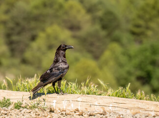 close-up of a common raven (Corvus Corax) glistening in sunshine