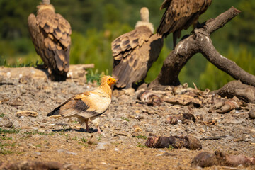 Close-up of Egyptian Vultures (Neophron percnopterus, Alimoche Común) at a vulture feeding ground