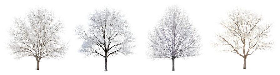 Four Snowy Trees in a Row