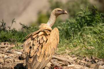 Close-up of Griffon vultures (Eurasion griffon, Gyps fulvus) at a feeding station