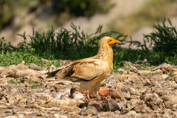 Close-up of Egyptian Vultures (Neophron percnopterus, Alimoche Común) at a vulture feeding ground