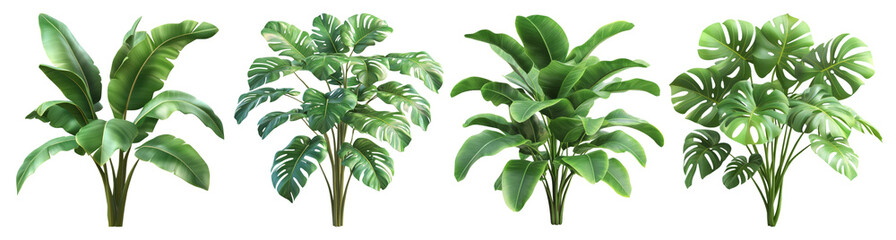 Obraz premium Four Tropical Plants on a Black Background