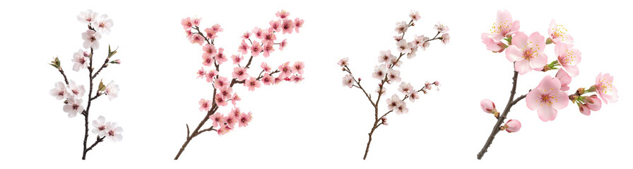 Naklejka premium Four Branches of Cherry Blossoms in Bloom