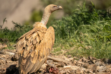 Close-up of Griffon vultures (Eurasion griffon, Gyps fulvus) at a feeding station
