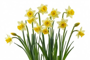 Obraz premium there are many yellow flowers in a vase on a white background 