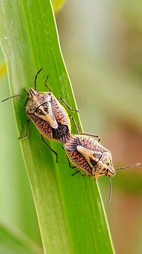 Pentatomomorpha comprises an infraorder of insects within the true insect order Hemiptera. Insect macro videography.