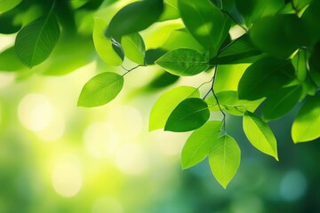 Obraz premium Nature of green leaf in garden at summer. Natural green leaves plants using as spring background cover page greenery environment ecology lime green wallpaper with ai