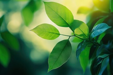 Nature of green leaf in garden at summer. Natural green leaves plants using as spring background cover page greenery environment ecology lime green wallpaper with ai