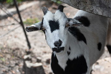 Black and White Small Goat