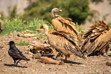 Close-up of Griffon vultures (Eurasion griffon, Gyps fulvus) at a feeding station