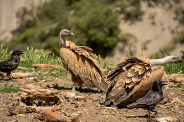 Close-up of Griffon vultures (Eurasion griffon, Gyps fulvus) at a feeding station