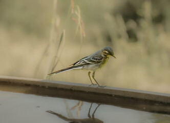close-up of a Grey wagtail (Motacilla cinerea) on a water trough