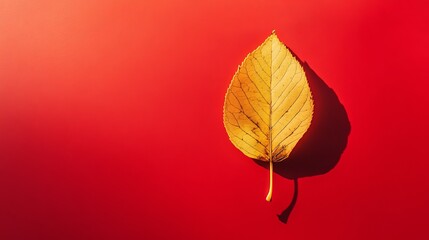 Fototapeta premium Isolated leaf concept background