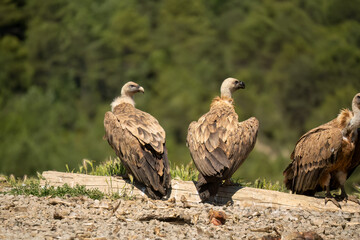 Close-up of Griffon vultures (Eurasion griffon, Gyps fulvus) at a feeding station