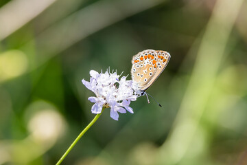 Farfalla, polyommatus celina, su fiore, cephalaria joppica.