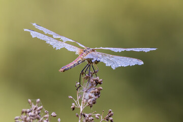 libellula all'oasi naturalistica di Manzolino.