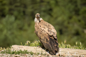 Close-up of Griffon vultures (Eurasion griffon, Gyps fulvus) at a feeding station