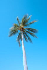 Obraz premium clean photo of a palmtree with blue sky background, palmtree, nature photo, beach palm tree