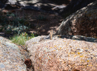 A Golden mantled ground squirrel Callospermophilus lateralis basking on sunlit rocks in a Wyoming landscape
